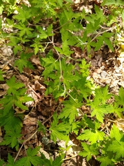 Geranium sibiricum