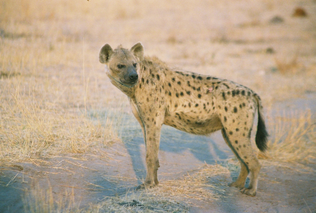 Spotted Hyaena From Botswana On August At Pm By Andy