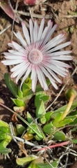 Acrodon bellidiflorus