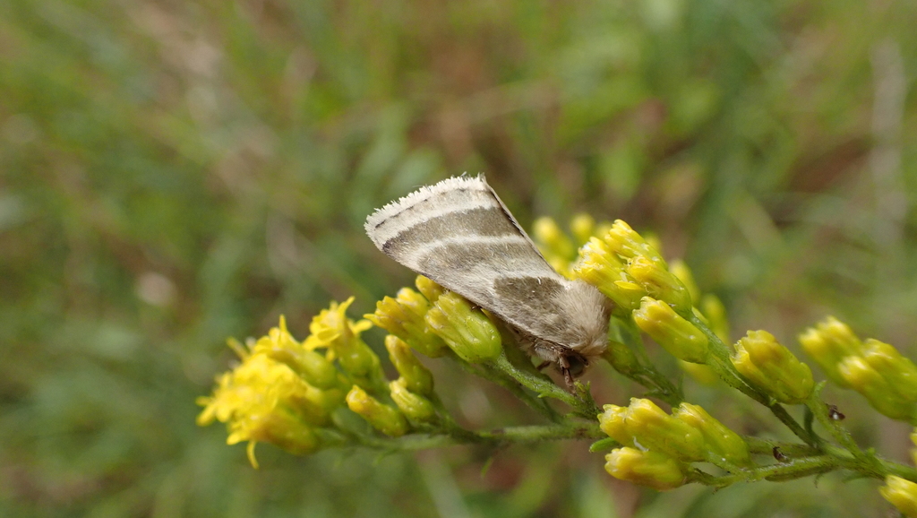 Three-lined Flower Moth