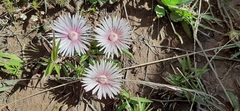 Acrodon bellidiflorus