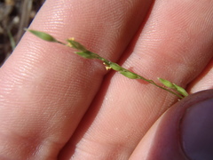 Panicum hirticaule