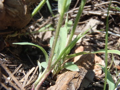 Panicum hirticaule