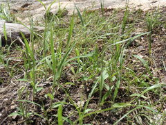 Panicum hirticaule