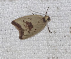 Ageletha elaeodes
