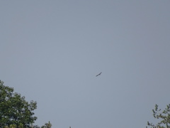 Circaetus gallicus