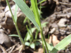 Panicum hirticaule