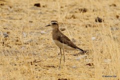 Charadrius asiaticus