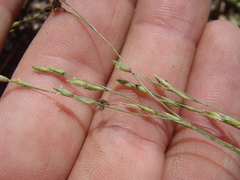 Panicum hirticaule