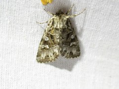 Pachetra sagittigera