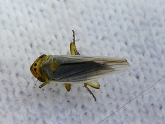 Cicadella