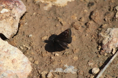 Pholisora mejicanus