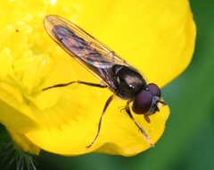 Platycheirus scutatus