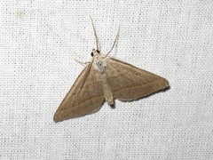 Scotopteryx