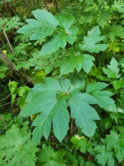 Heracleum asperum