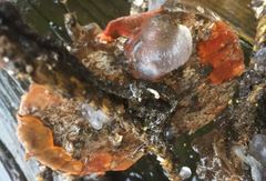 Schizoporella unicornis