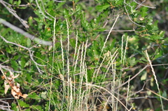 Elymus smithii