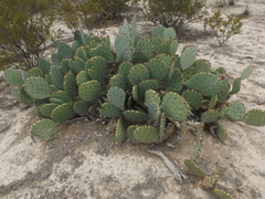 Opuntia rastrera