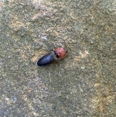 Ampedus rubricollis