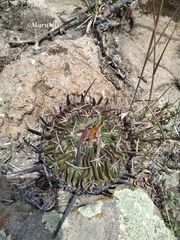 Echinofossulocactus dichroacanthus