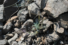 Boechera depauperata