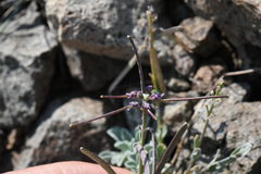 Boechera depauperata