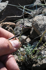 Boechera depauperata