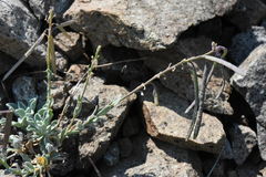 Boechera depauperata