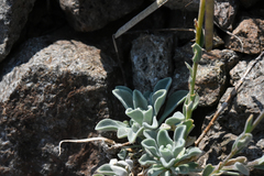 Boechera depauperata