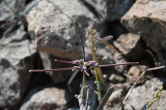 Boechera depauperata