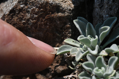 Boechera depauperata