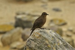 Cinclodes antarcticus