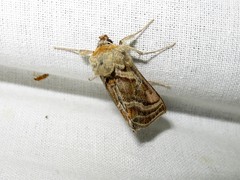 Euchalcia modestoides