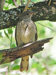 Indicator variegatus