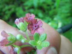 Cynoglossum officinale