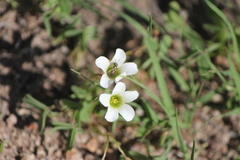 Oxalis alpina