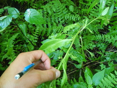 Cynoglossum officinale