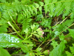 Cynoglossum officinale