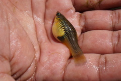 Xiphophorus variatus