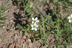 Oxalis alpina