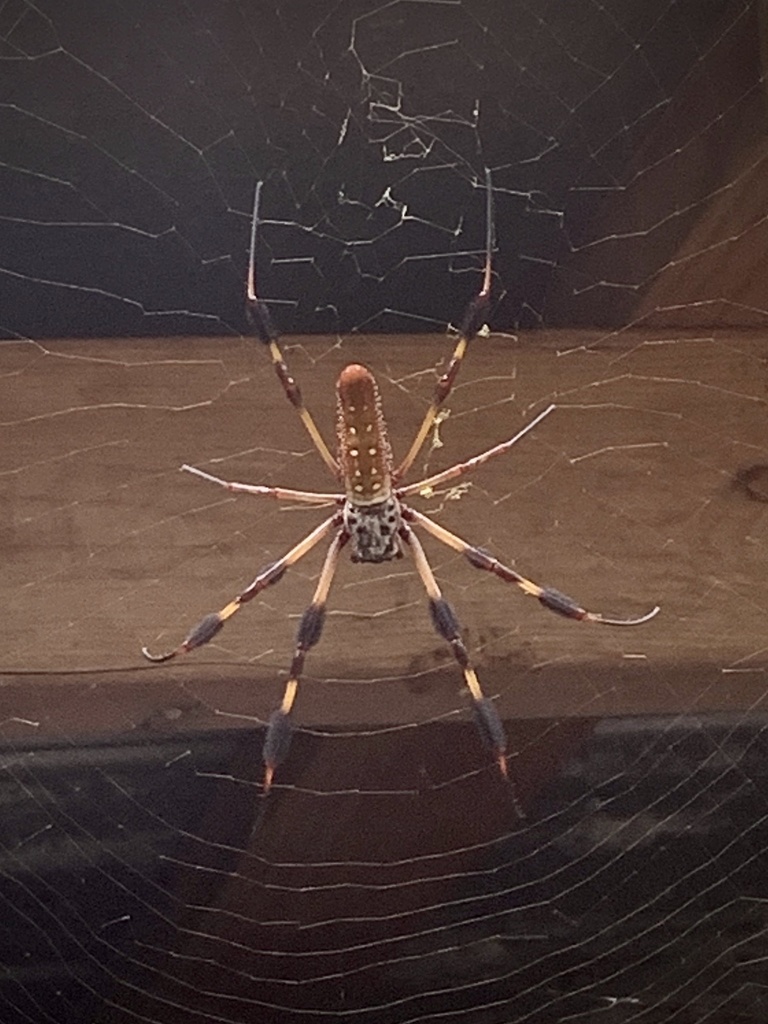 Golden Silk Spider from Machete Trail, Oakland, FL, US on August 21 ...