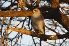 Accipiter ovampensis