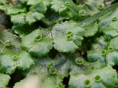 Marchantia polymorpha