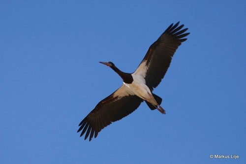 Abdim's Stork