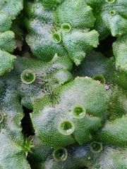 Marchantia polymorpha