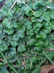 Marchantia polymorpha