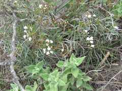 Stevia salicifolia