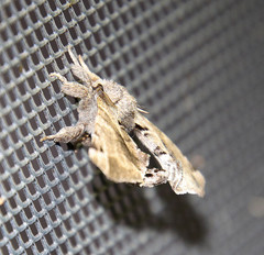 Apatelodes pudefacta