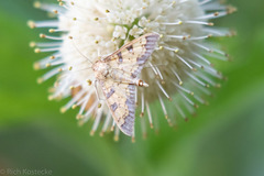Diacme elealis