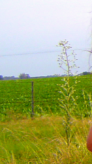 Eryngium paniculatum